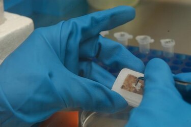 Científicos descubren que los vasos sanguíneos ayudan a erradicar tumores