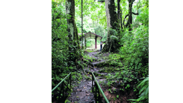 MEF cede reserva forestal