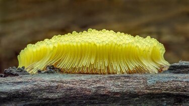 Las imágenes que muestran el microscópico y poco conocido mundo de los mohos deslizantes