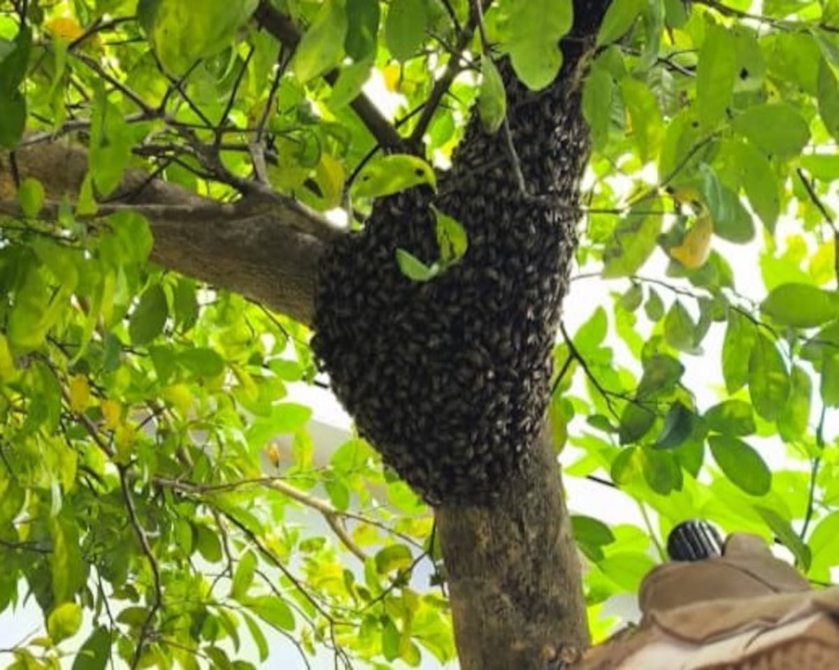 Ataque de abejas africanizadas deja cinco perros muertos y una persona herida en Arraiján