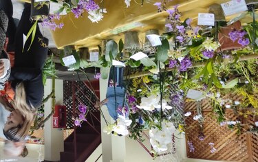 Se inicia en Boquete Expo Orquídea en su versión 35