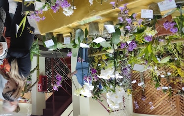 Se inicia en Boquete Expo Orquídea en su versión 35