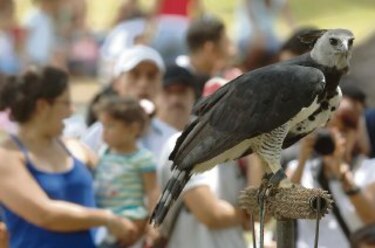 Nuestras aves, en peligro