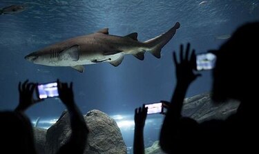 Abrirán en Río el llamado acuario más grande de Sudamérica