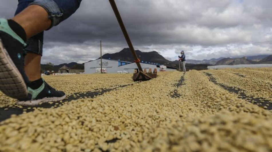 Café robusta, la nueva alternativa