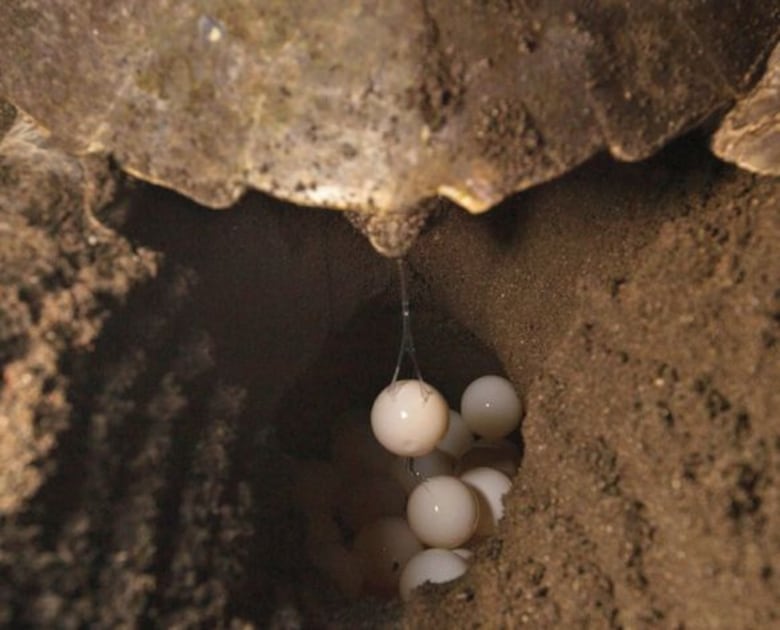 Migrantes, en peligro