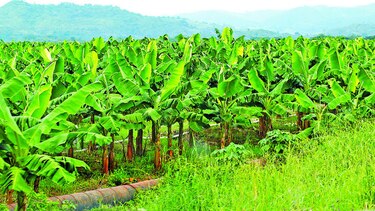 Del Monte será nuevo inquilino de bananeras