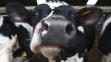 La revolución tecnológica del "food valley": cómo Países Bajos logró ser el tercer exportador mundial de alimentos con un territorio tan pequeño