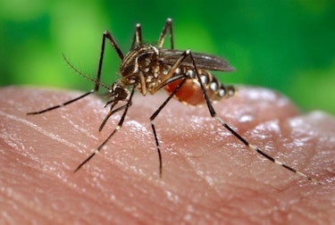 Hallan una bacteria que impide a los mosquitos transmitir dengue