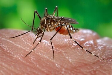 Hallan una bacteria que impide a los mosquitos transmitir dengue