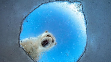 Un oso polar, una ardilla y las mejores fotos de vida silvestre