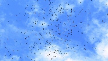 Casi 900 mil aves migratorias colmaron el cielo panameño