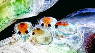 Una mirada microscópica