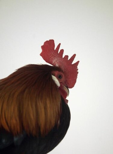 Los beneficios de la cresta del gallo