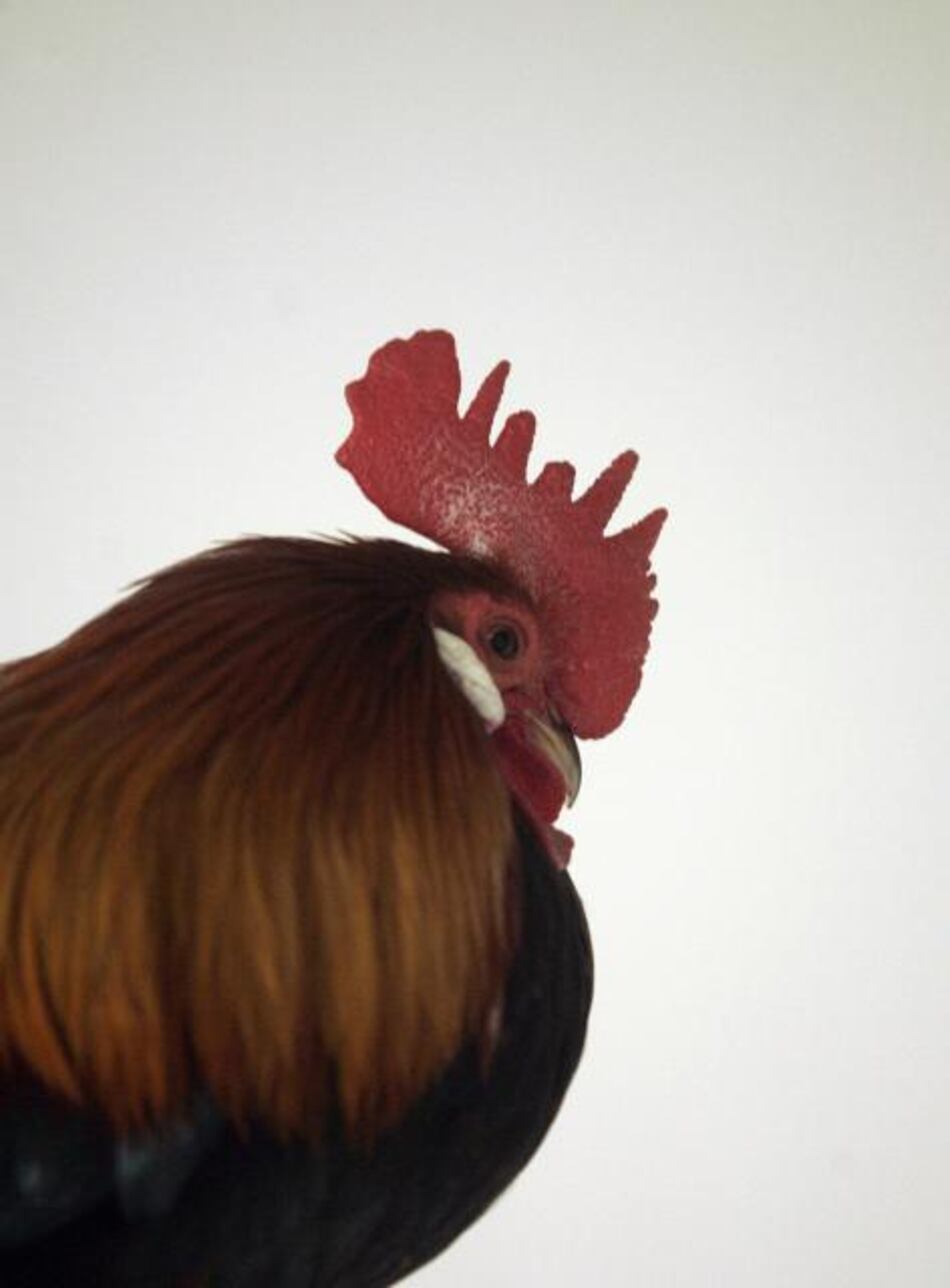 Los beneficios de la cresta del gallo