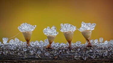 Las imágenes que muestran el microscópico y poco conocido mundo de los mohos deslizantes