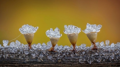 Las imágenes que muestran el microscópico y poco conocido mundo de los mohos deslizantes