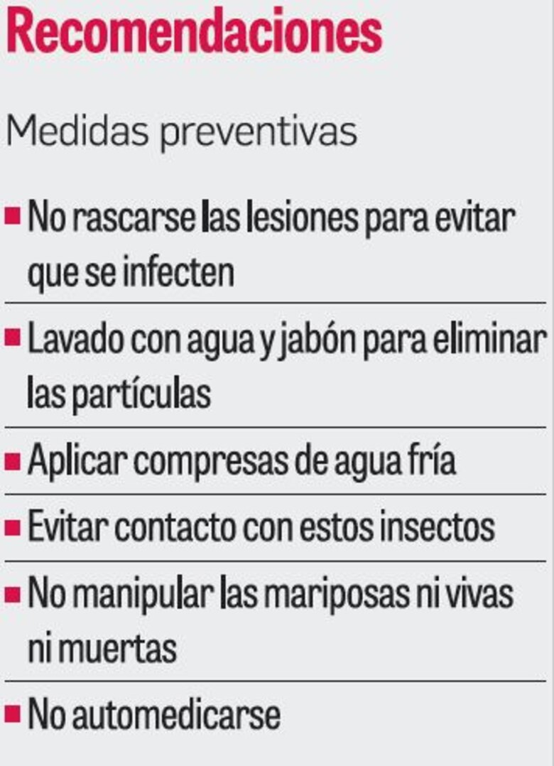 Se elevan los casos de alergia causados por la polilla ‘Hylesia’