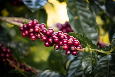 Los reyes del café geisha, estos fueron los ganadores del Best of Panamá 2026