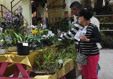 Unas mil orquídeas fueron exhibidas en Boquete