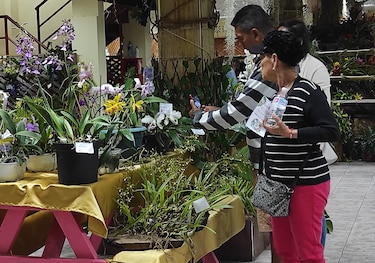Unas mil orquídeas fueron exhibidas en Boquete
