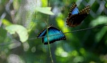 Dos jardines preservan la biodiversidad de las mariposas panameñas