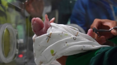 Panda gigante da a luz a dos gemelos en China a la edad récord de 23 años