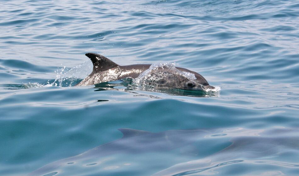 Panamá prohíbe captura de mamíferos marinos