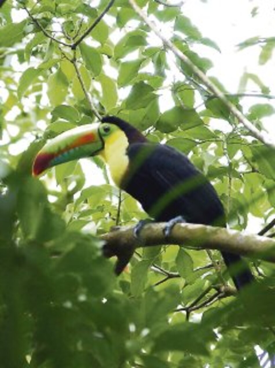 Gira para aprender a reconocer aves