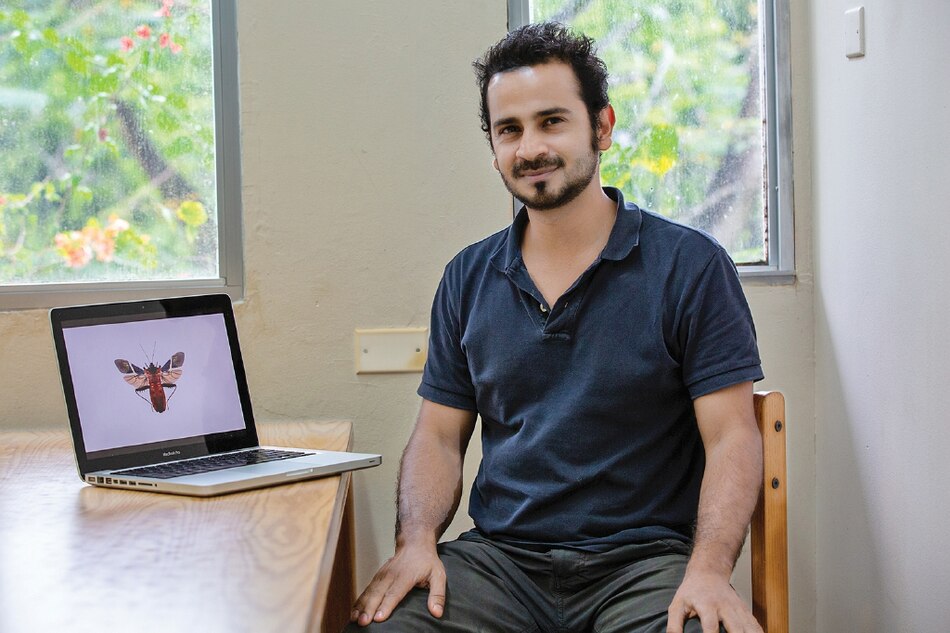 ¿Es rentable ser más grande? Lecciones de los gorgojos jirafa guerreros