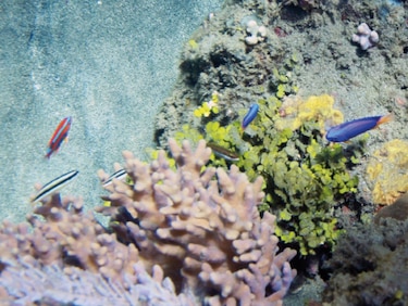 Espaldarazo a los corales