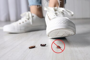 ¿Por qué no se debe aplastar a una cucaracha?