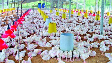 Crece oferta de cerdo y gallina durante los nueve primeros meses de 2016