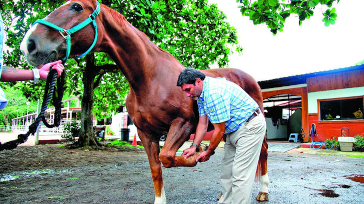El veterinario panameño revisa una de las articulaciones de un equino, como seguimiento a posibles lesiones.