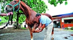 El doctor de los caballos