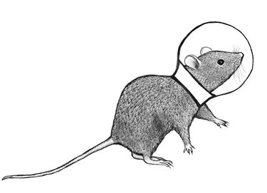 Ratones en la Estación Espacial, pero para estudiar la microgravedad