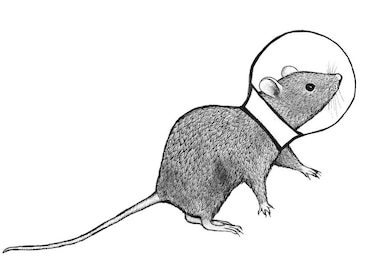 Ratones en la Estación Espacial, pero para estudiar la microgravedad