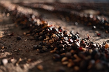 De la finca al café de alto valor: la transformación detrás de una taza de geisha