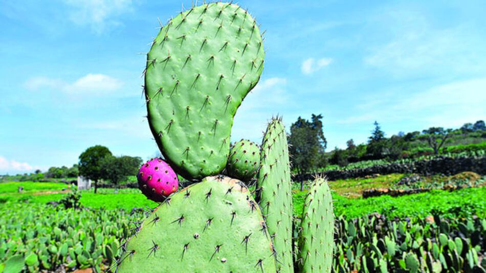 Nopal, de manjar a generador eléctrico