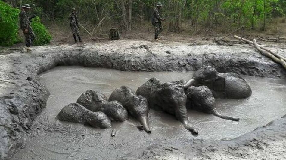 Rescatan a seis crías de elefante atrapadas en Tailandia