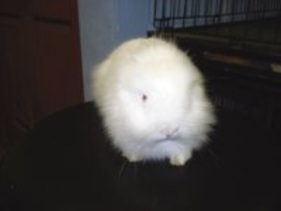 Los cabeza de león de doble melena