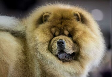 El certamen canino de Nueva York, un asunto de profesionales