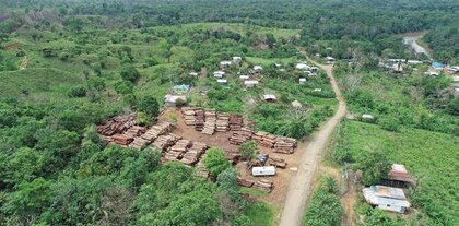Miambiente aprueba talar árboles en vías de extinción