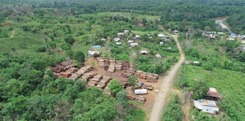 Miambiente aprueba talar árboles en vías de extinción