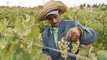 Para producir vino en Marruecos