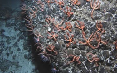 Censo oceánico descubre nuevas maravillas