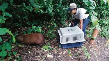 El ‘911’ de la vida silvestre