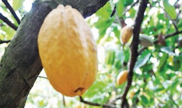 Agroturismo en temporada de cosecha