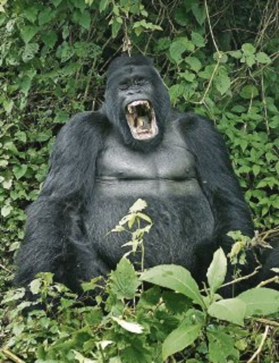 Gorilas en cuenca del Congo, en peligro