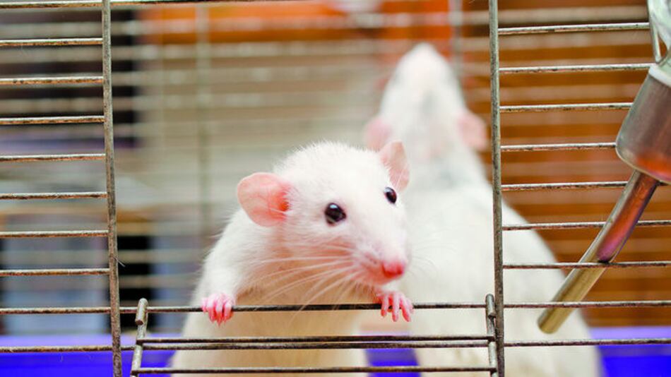 Investigan un aditivo